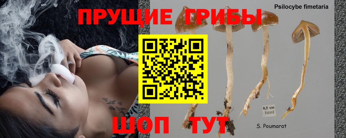Галлюциногенные грибы Psilocybe  Вход с VPN  как найти   Красноармейск 